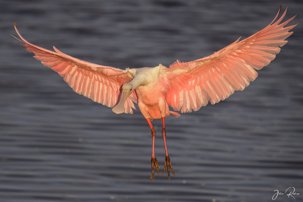 A pink juvenile roseate spoonbill bird in flight with wings fully extended, captured over dark blue water. The photo has a professional wildlife photography look with a visible artist signature in the bottom right corner.